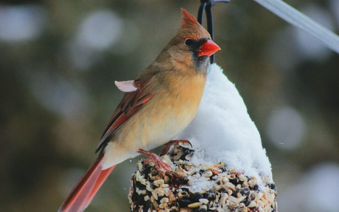 Build Your Own Bird Feeder