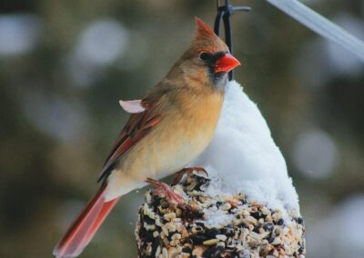 Build Your Own Bird Feeder