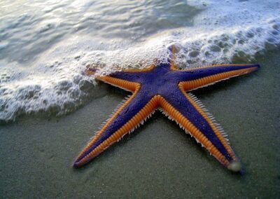 Cross the Ocean