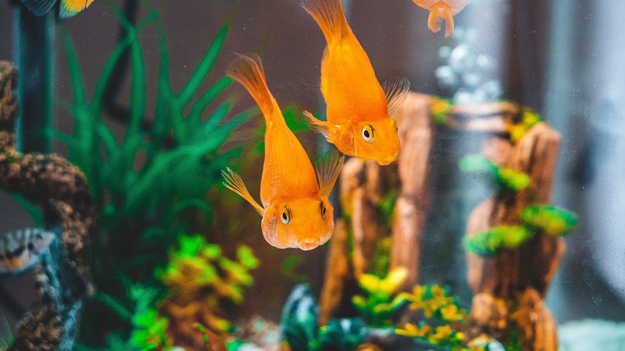 Goldfish Relay
