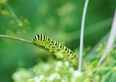 Hungry Caterpillar