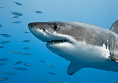 Sharks and Minnows