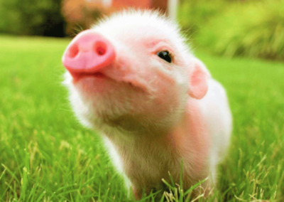 Squeak Piggy, Squeak