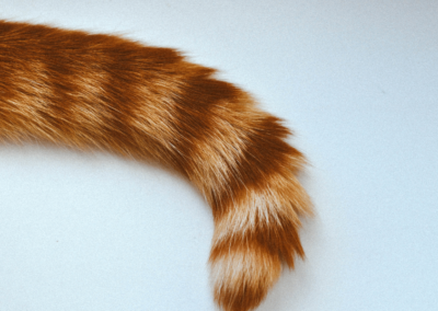 Tail Tag