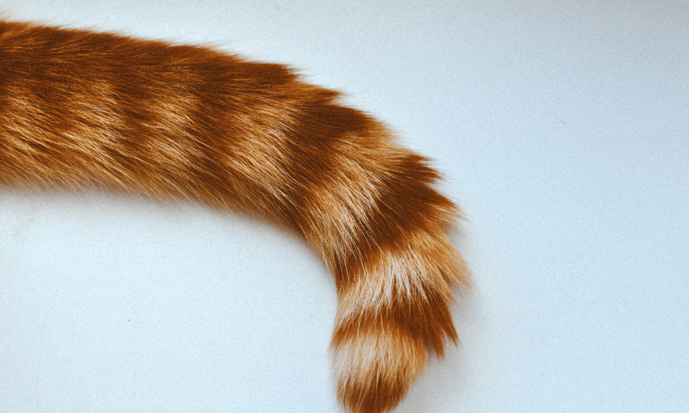 Tail Tag