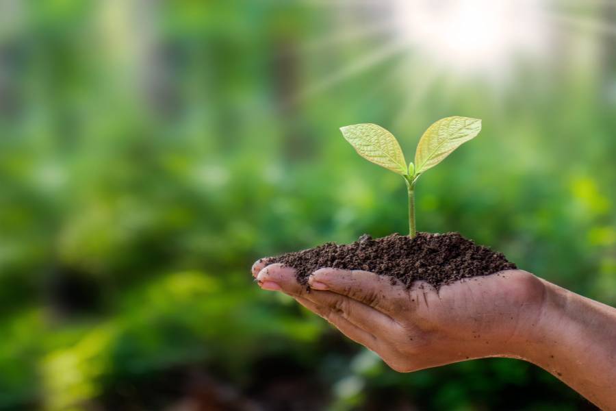 Earth Day Hand holding a plant in soil